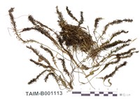 藏品(扭葉小金髮苔)的圖片